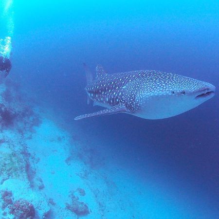 Hotel Unwind Dhigurah Dhigurah  Zewnętrze zdjęcie