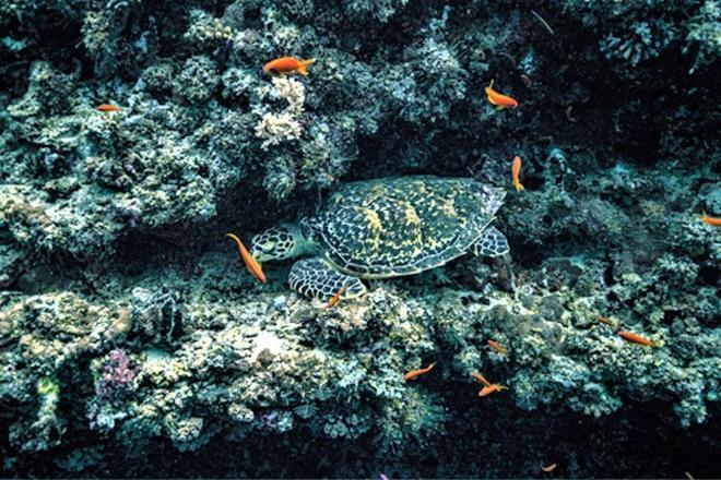Hotel Unwind Dhigurah Dhigurah  Zewnętrze zdjęcie